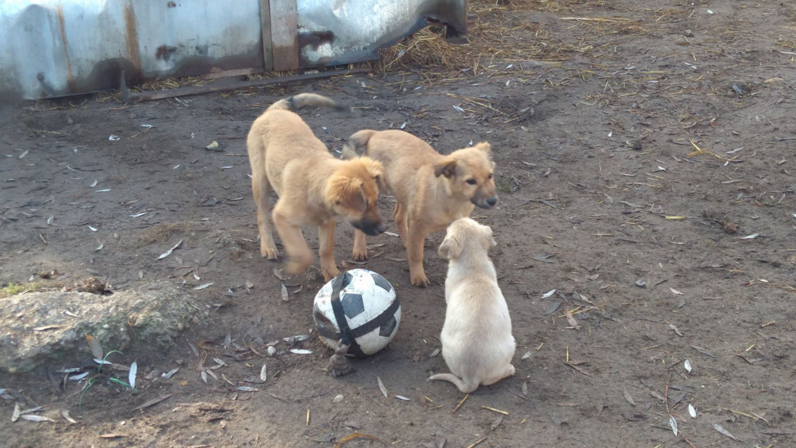 Puppy Rescue Team voor Verhuisdieren